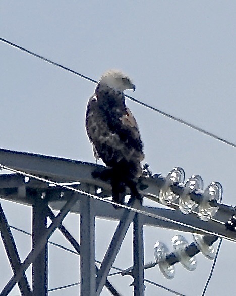 short-toed eagle